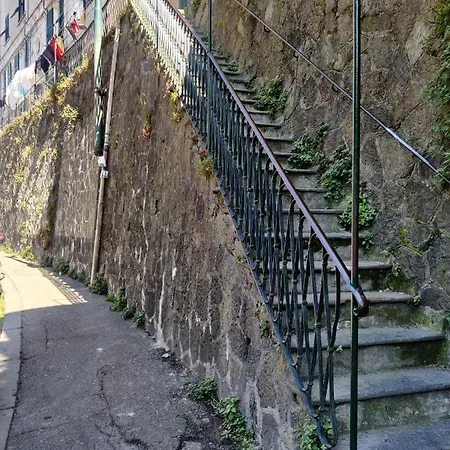 The Cat's Genova